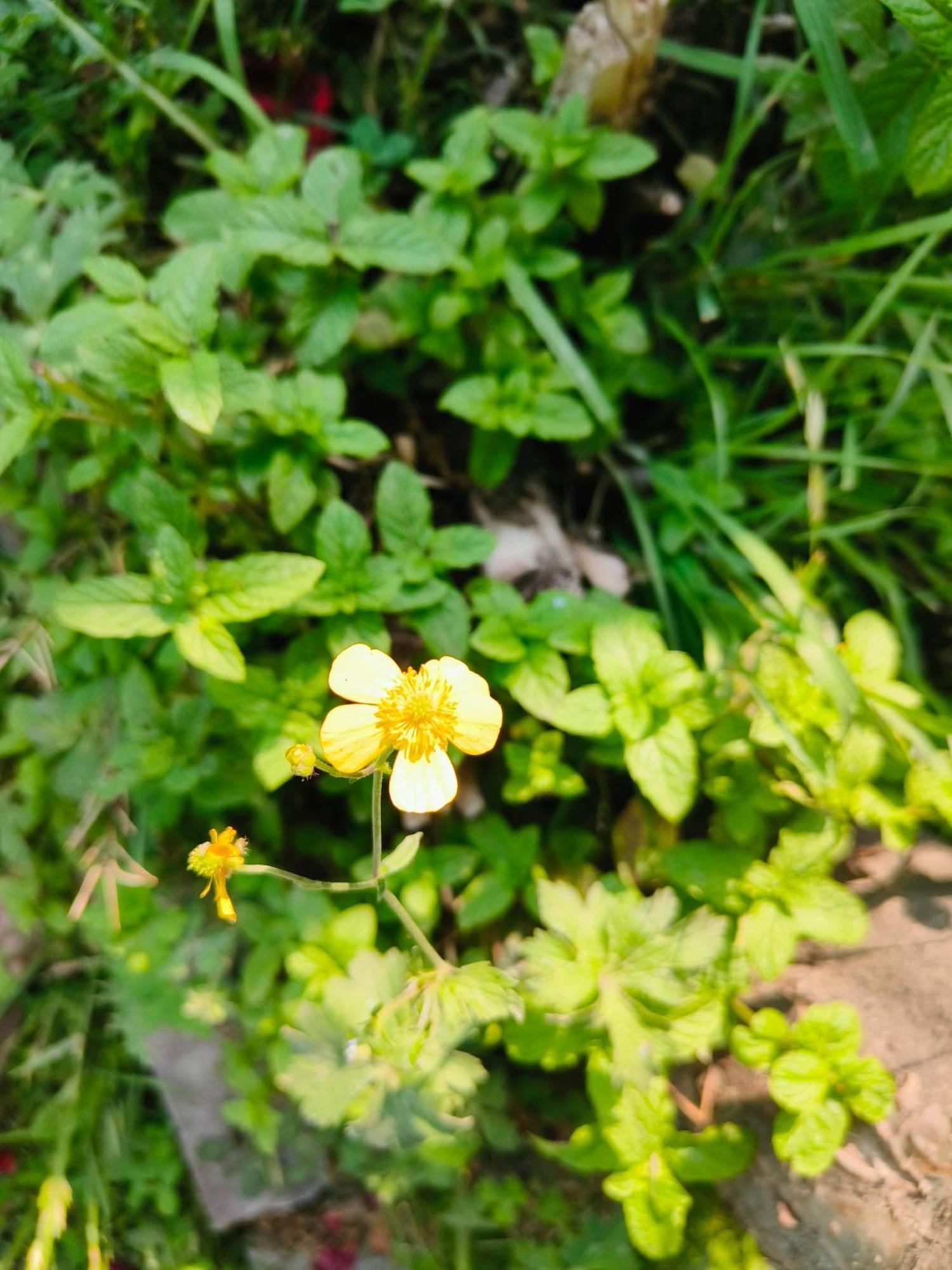 Melody Orchard Cottage Jagatsukh 외부 사진