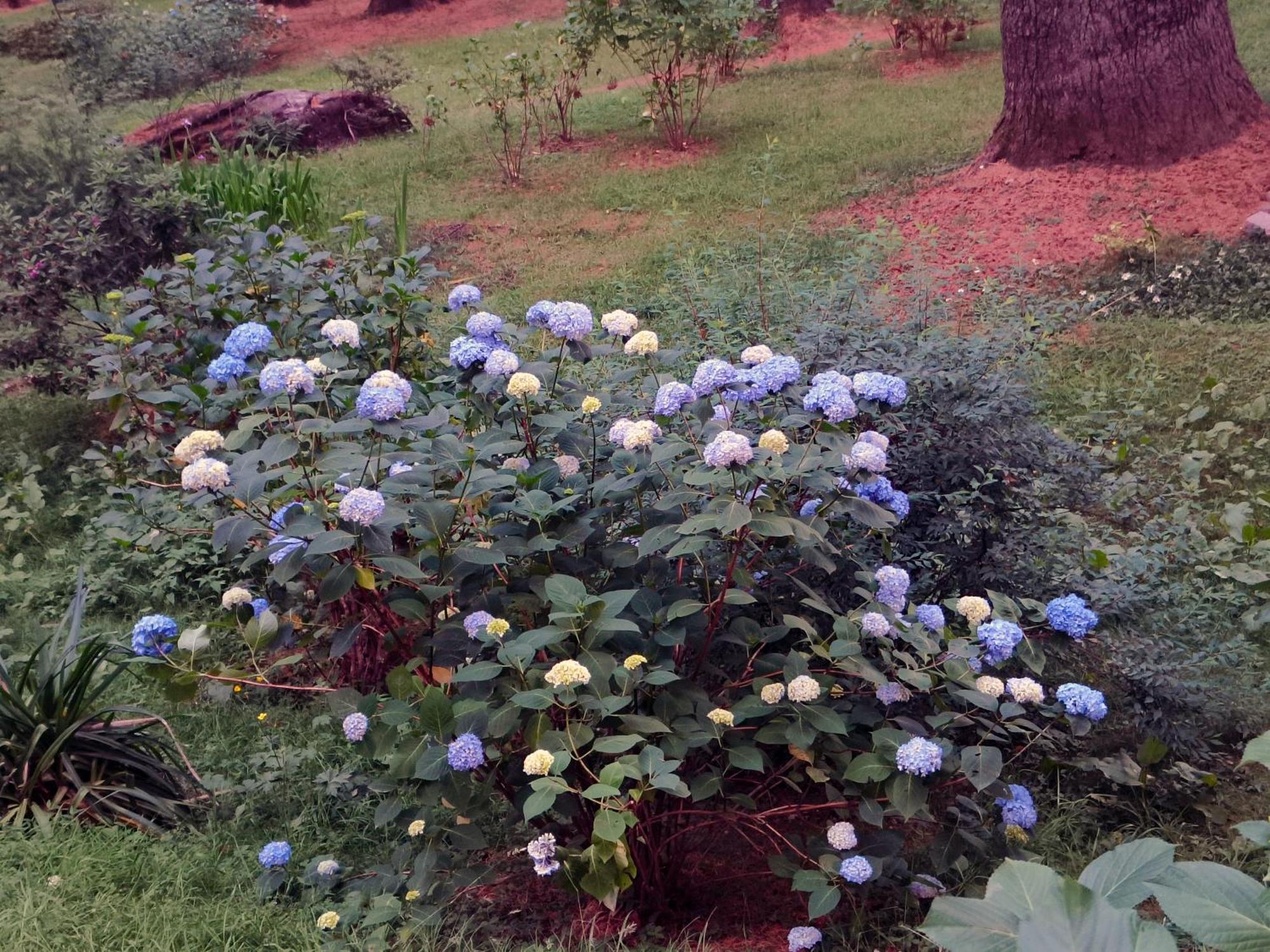 Melody Orchard Cottage Jagatsukh 외부 사진